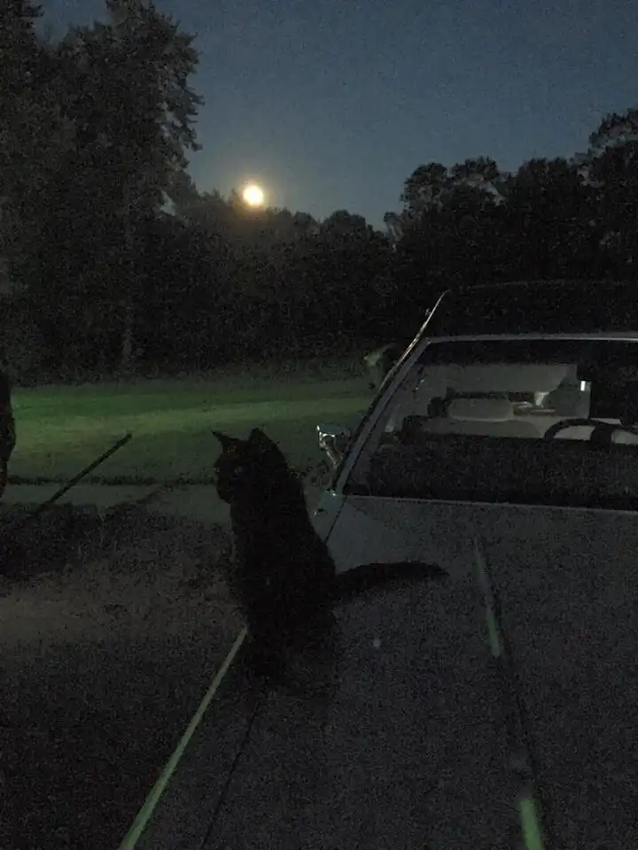 1989 Mercury Eagle Hearse theo 1989 Mercury Eagle Hearse "Theo" night shot front end, cat on hood