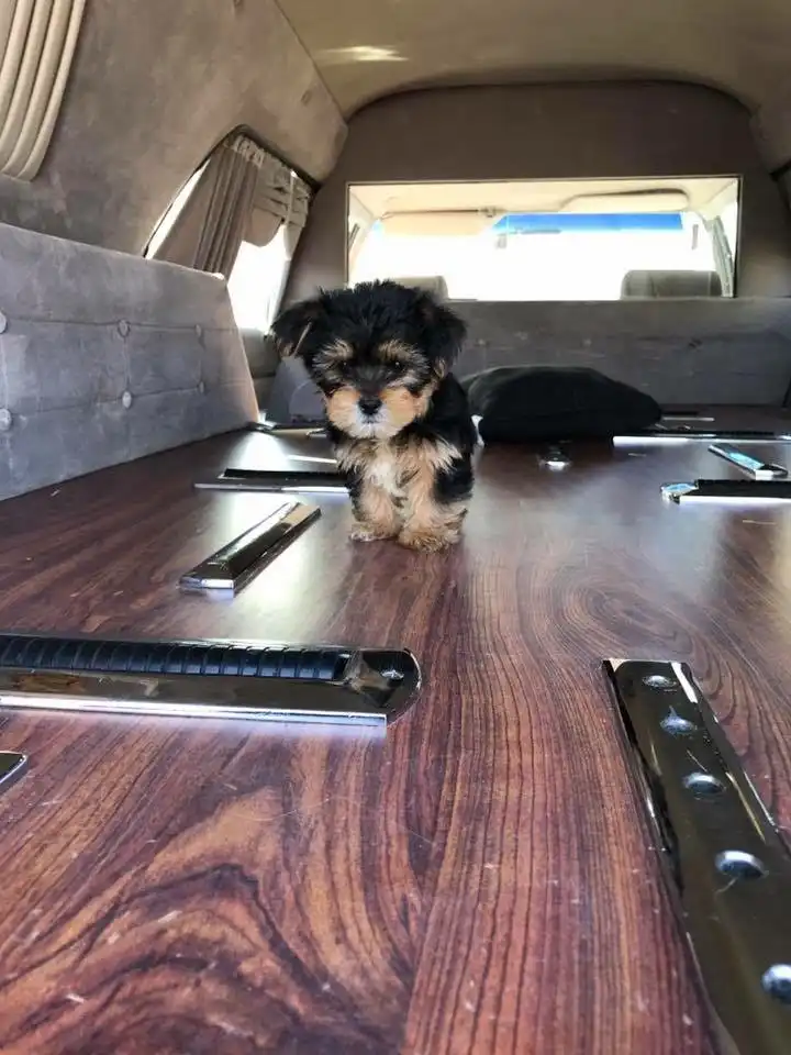 1989 Mercury Eagle Hearse theo 1989 Mercury Eagle Hearse "Theo" inside rear, puppy on casket deck
