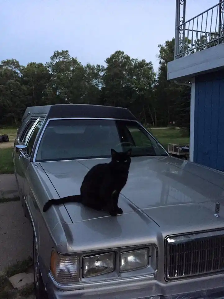 1989 Mercury Eagle Hearse theo 1989 Mercury Eagle Hearse "Theo" front end, cat on hood